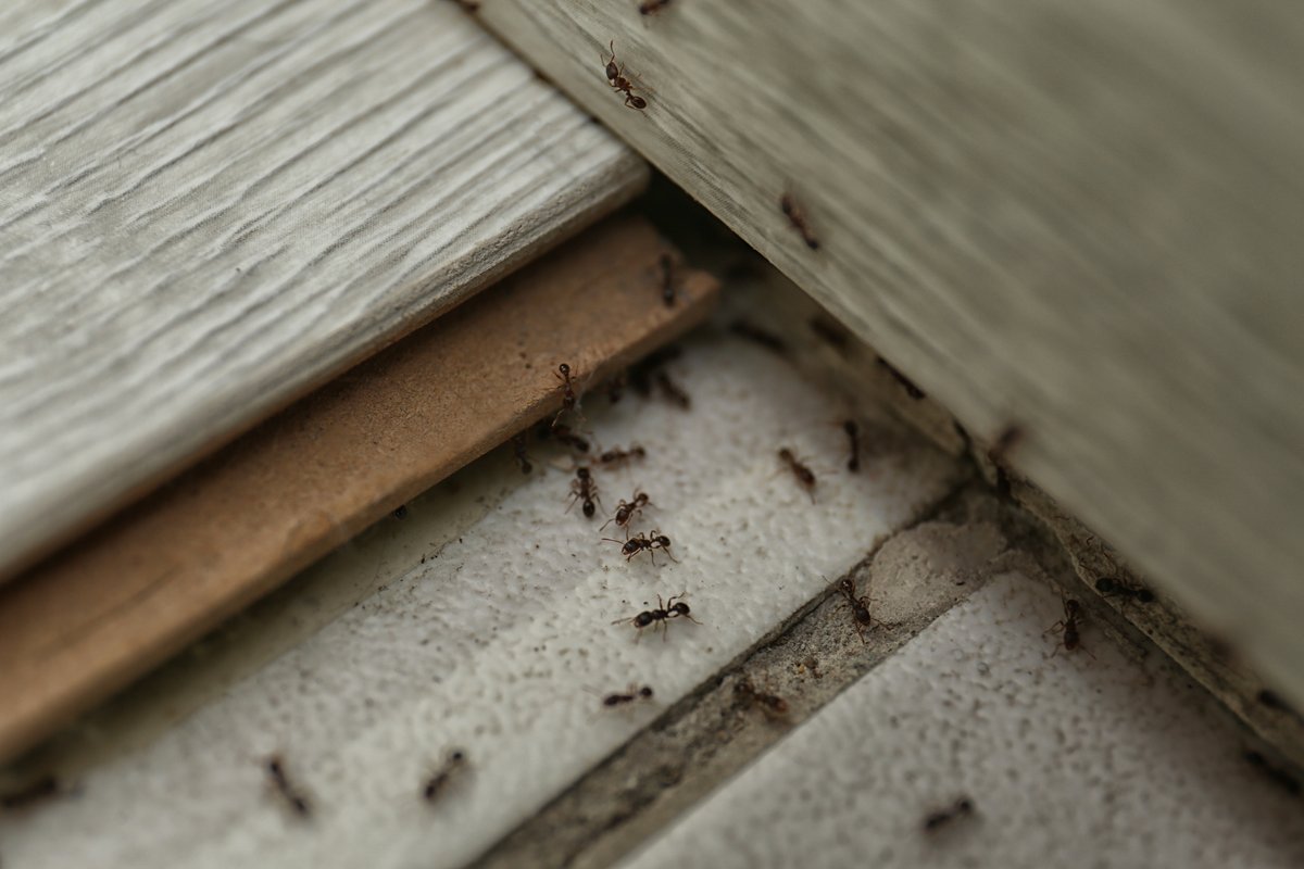 Ameisen krabbeln in den Fugen zwischen Terrassendielen