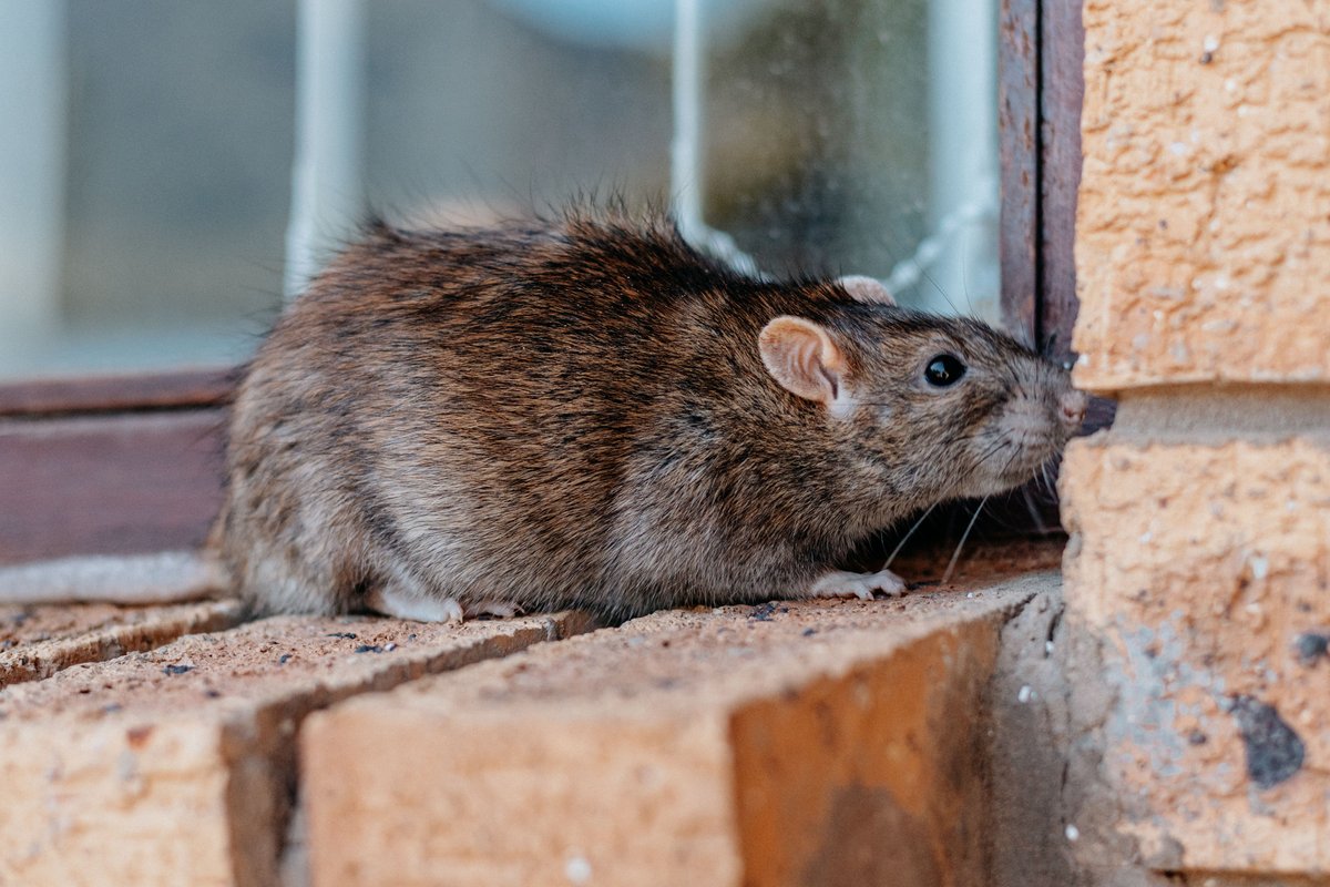 Schädlinge in Haus und Wohnung: erkennen, vorbeugen und richtig bekämpfen 1 Ratte auf der Fensterbank eines Wohnhauses als Anzeichen für einen Schädlingsbefall