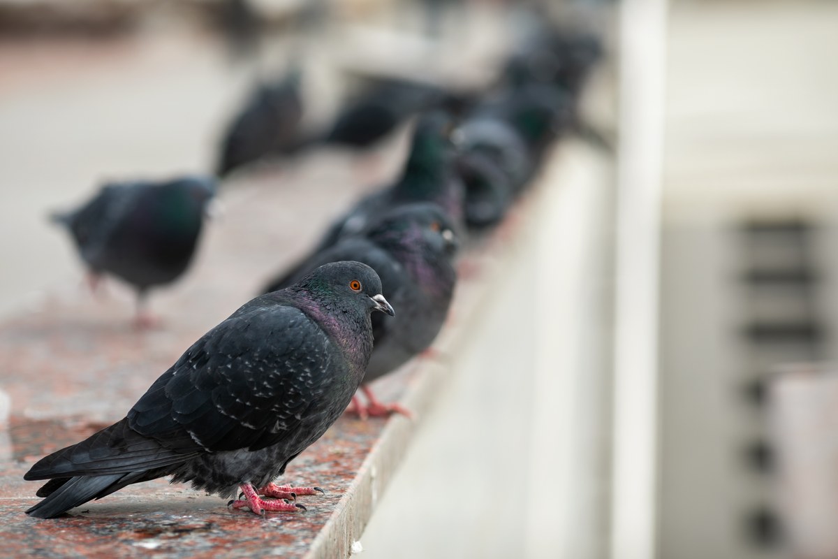 Tauben sitzen dicht an dicht auf einem Gebäudesims – typischer Taubenbefall an einer Fassade
