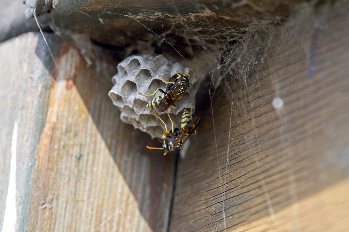 Schädlinge in Haus und Wohnung: erkennen, vorbeugen und richtig bekämpfen 2 Wespen bauen ein Nest unter einem Dachvorsprung an einem Wohnhaus