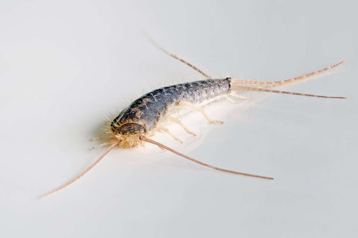 Silberfisch in Nahaufnahme mit silbrig glänzenden Schuppen