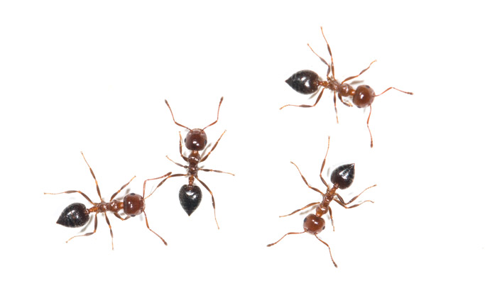Ants on white background