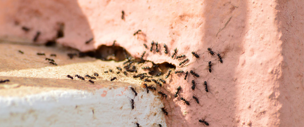 Viele Ameisen auf Terrasse als Symbol für Tricks, die gegen Ameisen helfen